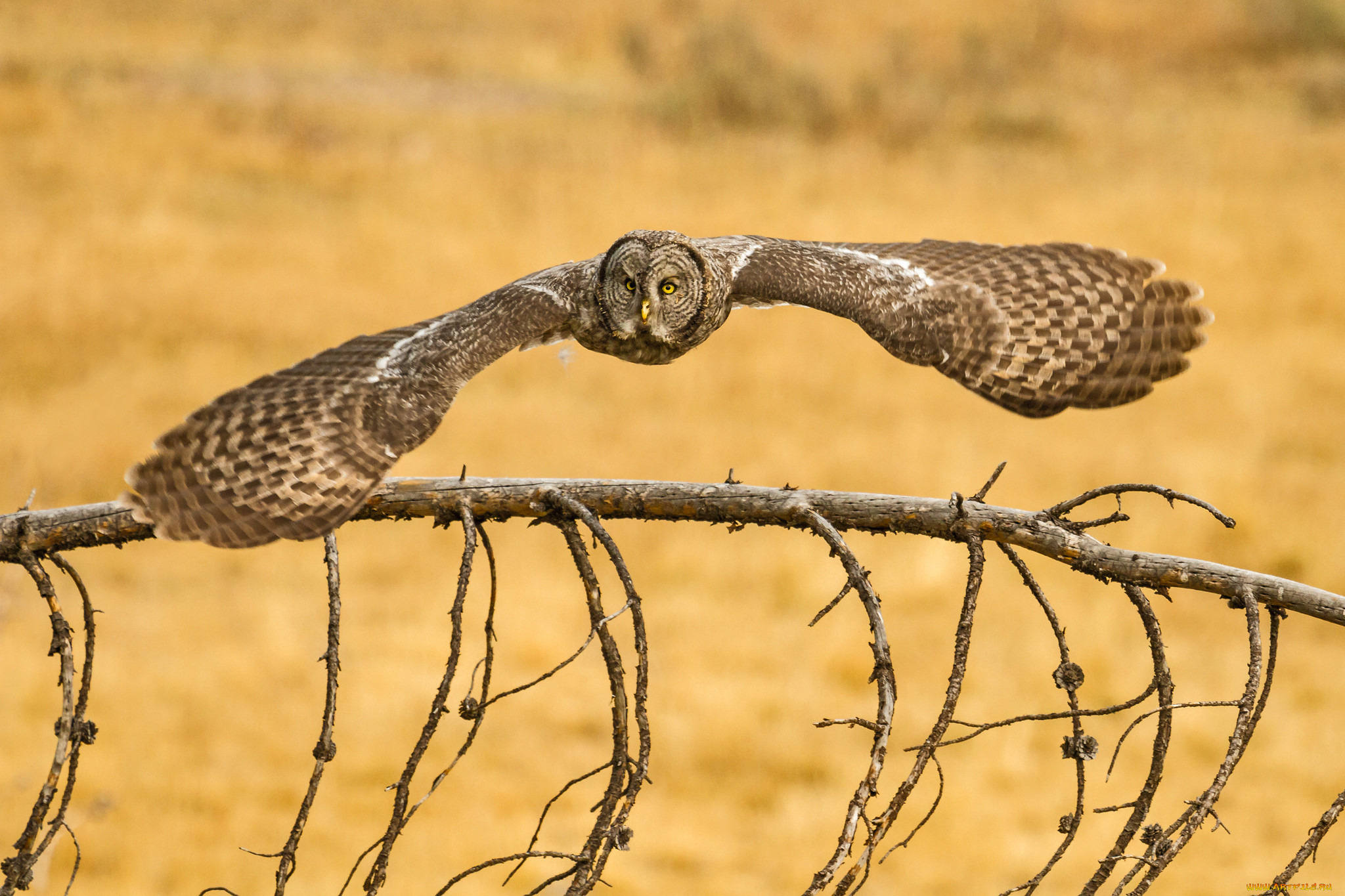 , , , , great, grey, owl, lapland